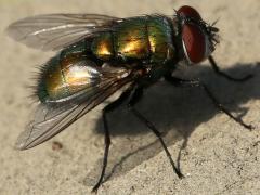 (Lucilia Greenbottle Fly) male (Lucilia Greenbottle Fly) male