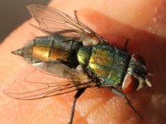 (Lucilia Greenbottle Fly) female (Lucilia Greenbottle Fly) female