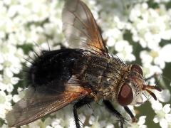 (Archytas Bristle Fly) dorsal (Archytas Bristle Fly) dorsal
