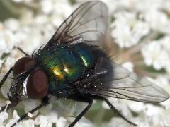 (Lucilia Greenbottle Fly) face (Lucilia Greenbottle Fly) face