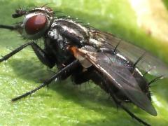 (Sarcophagidae Flesh Fly) lateral (Sarcophagidae Flesh Fly) lateral