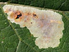 (Composite Leafminer Fly) blotch mine on Burdock (Composite Leafminer Fly) blotch mine on Burdock
