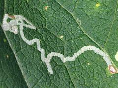 (Chrysanthemum Leafminer Fly) upperside mine on Burdock (Chrysanthemum Leafminer Fly) upperside mine on Burdock
