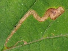 (Catalpa Leafminer Fly) linear mine on Northern Catalpa (Catalpa Leafminer Fly) linear mine on Northern Catalpa