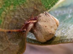 (Oak majalis Gall Midge) gall on Pin Oak (Oak majalis Gall Midge) gall on Pin Oak