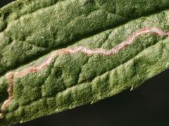 (Phytomyza Leafminer Fly) upperside mine on Tall Goldenrod (Phytomyza Leafminer Fly) upperside mine on Tall Goldenrod