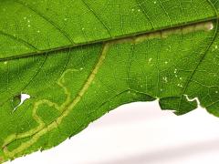 (Liriomyza Leafminer Fly) backlit mine on Giant Ragweed (Liriomyza Leafminer Fly) backlit mine on Giant Ragweed