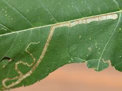 (Liriomyza Leafminer Fly) upperside mine on Giant Ragweed (Liriomyza Leafminer Fly) upperside mine on Giant Ragweed
