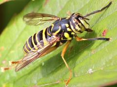 (Eastern Hornet Fly) male frontal (Eastern Hornet Fly) male frontal