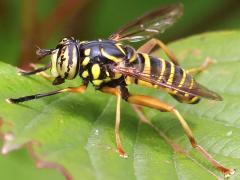 (Eastern Hornet Fly) male lateral (Eastern Hornet Fly) male lateral