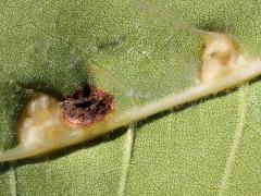 (Contarinia Gall Midge) underside gall on Box Elder (Contarinia Gall Midge) underside gall on Box Elder