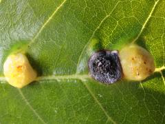 (Contarinia Gall Midge) upperside gall on Box Elder (Contarinia Gall Midge) upperside gall on Box Elder