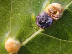 (Contarinia Gall Midge) upperside open gall on Box Elder (Contarinia Gall Midge) upperside open gall on Box Elder