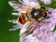(Common Drone Fly) male dorsal (Common Drone Fly) male dorsal