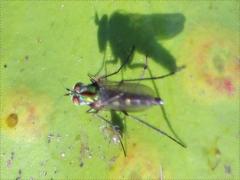 (Univittatus Long-legged Fly) dorsal (Univittatus Long-legged Fly) dorsal
