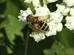 (European Drone Fly) on Wild Quinine (European Drone Fly) on Wild Quinine