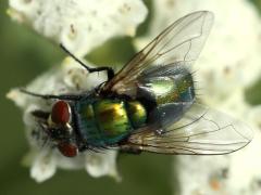 (Lucilia Greenbottle Fly) on Wild Quinine (Lucilia Greenbottle Fly) on Wild Quinine