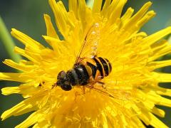 (Transverse Flower Fly) female on Common Sow Thistle (Transverse Flower Fly) female on Common Sow Thistle