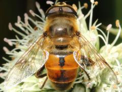 (Common Drone Fly) male on Rattlesnake Master (Common Drone Fly) male on Rattlesnake Master