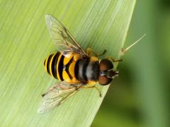 (Transverse Flower Fly) female on Rattlesnake Master (Transverse Flower Fly) female on Rattlesnake Master