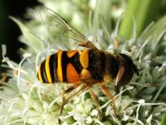 (Transverse Flower Fly) on Rattlesnake Master (Transverse Flower Fly) on Rattlesnake Master
