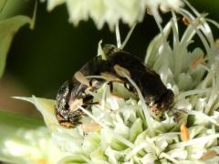 (Wavy Mucksucker) mating on Rattlesnake Master (Wavy Mucksucker) mating on Rattlesnake Master