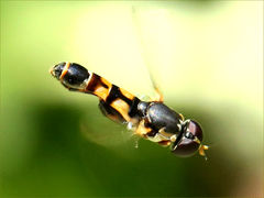 (Common Compost Fly) male hovering (Common Compost Fly) male hovering