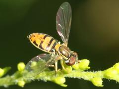 (Margined Calligrapher) female (Margined Calligrapher) female