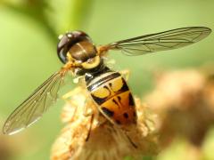 (Margined Calligrapher) male (Margined Calligrapher) male