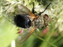 (Archytas Bristle Fly) on Rattlesnake Master (Archytas Bristle Fly) on Rattlesnake Master