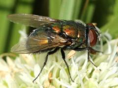 (Common Greenbottle Fly) on Rattlesnake Master (Common Greenbottle Fly) on Rattlesnake Master