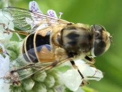 (European Drone Fly) on Common Mountain Mint (European Drone Fly) on Common Mountain Mint