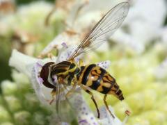 (Eastern Calligrapher) female on Common Mountain Mint (Eastern Calligrapher) female on Common Mountain Mint