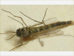(Non-biting Midge) male (Non-biting Midge) male