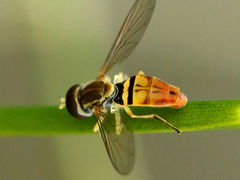 (Margined Calligrapher) male (Margined Calligrapher) male