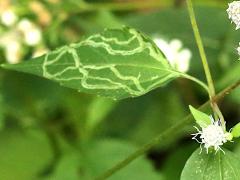 (White Snakeroot Leafminer Fly) upperside mine on White Snakeroot (White Snakeroot Leafminer Fly) upperside mine on White Snakeroot