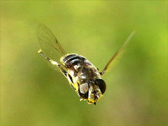 (Black-shouldered Drone Fly) female hovering (Black-shouldered Drone Fly) female hovering