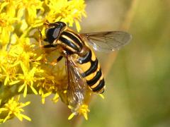 (Narrow-headed Marsh Fly) female (Narrow-headed Marsh Fly) female
