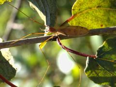 (Platytipula Crane Fly) dorsal (Platytipula Crane Fly) dorsal