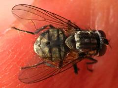 (Stable Fly) dorsal (Stable Fly) dorsal