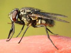 (Stable Fly) sucking blood (Stable Fly) sucking blood