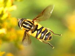 (Narrow-headed Marsh Fly) female hovering (Narrow-headed Marsh Fly) female hovering