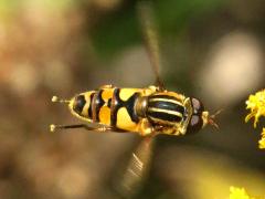 (Narrow-headed Marsh Fly) male hovering (Narrow-headed Marsh Fly) male hovering