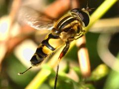 (Narrow-headed Marsh Fly) male jumping (Narrow-headed Marsh Fly) male jumping