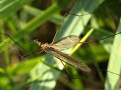 (Platytipula Crane Fly) crawling (Platytipula Crane Fly) crawling