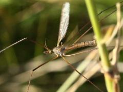 (Platytipula Crane Fly) flight (Platytipula Crane Fly) flight
