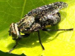 (Signal Fly) dorsal (Signal Fly) dorsal
