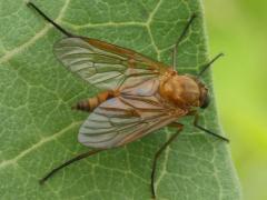 (Marsh Snipe Fly) female dorsal (Marsh Snipe Fly) female dorsal