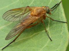 (Marsh Snipe Fly) female lateral (Marsh Snipe Fly) female lateral