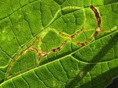 (White Snakeroot Leafminer Fly) backlit mine on White Snakeroot (White Snakeroot Leafminer Fly) backlit mine on White Snakeroot